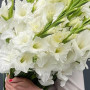 19 белых гладиолусов фото 3