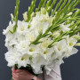 19 белых гладиолусов фото 2