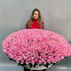 501 розовой розы «Очарование»